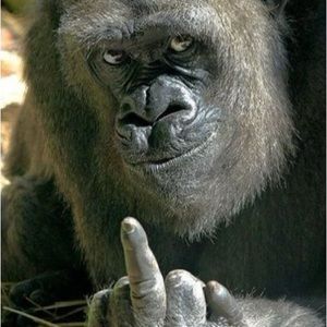 Meet your Posher, Reina